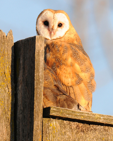 barn owls 019