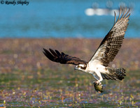 Osprey with crappie