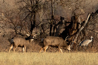 Bosque del Apache Mule Deer
