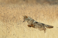 Bosque Coyote