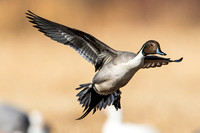Double Banded Pintail