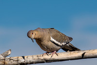 Bosque del Apache White-winged Dove