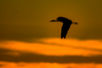 Sunrise Sandhill Crane