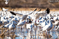 Bosque Del Apache Ross's Geese