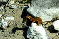 Long-tailed Weasel