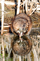 Muskrat