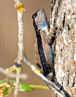 Western Fence Lizard