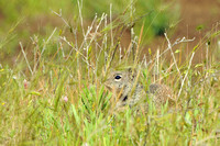 California Ground Squirrel