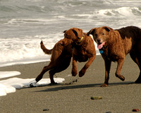 Dogs at the Beach