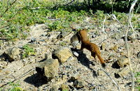 Long-tailed Weasel