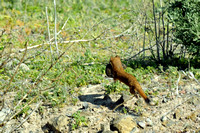 Long-tailed Weasel