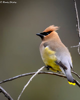 Cedar Waxwing