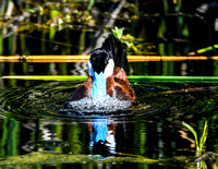 Ruddy Duck