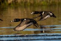 Ring-necked duck