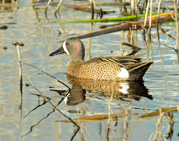 Bluewing Teal