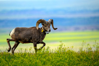 Rocky Mountain Bighorn Sheep