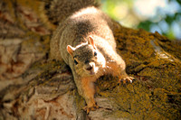 Fox Squirrel