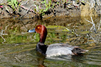 Redheads
