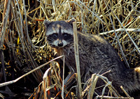 Raccoon