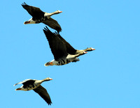 White-fronted geese