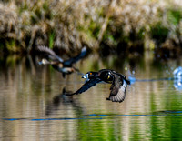 Ring-necked ducks