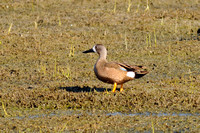 Bluewing Teal