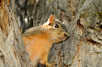 Fox Squirrel