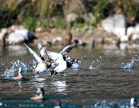 Ring-necked ducks