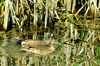Bluewing Teal