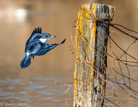 Banded Kingfisher