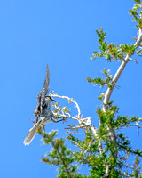 Gray Jay