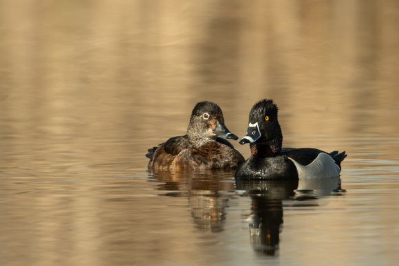 Ring-necked duck