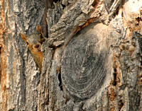 Fox Squirrel