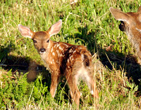blacktail fawns