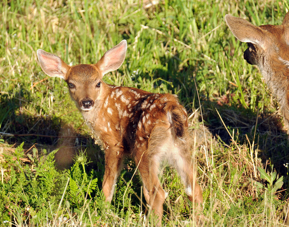 blacktail fawns