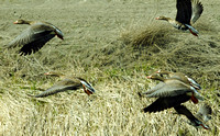 White-fronted Geese