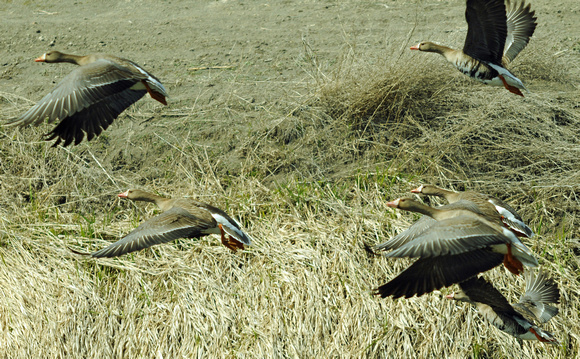 White-fronted Geese