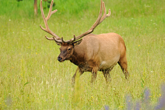 Rocky Mt. Elk