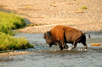Yellowstone Wildlife 2017