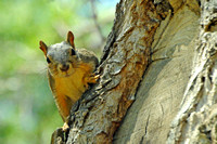 Fox Squirrel