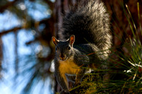 Silver Gray Squirrel