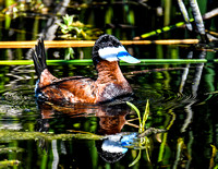 Ruddy Duck