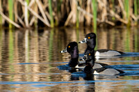 Ring-necked duck