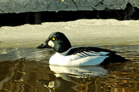 Common Goldeneye