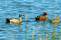 Bluewing Teal/Cinnamon Teal