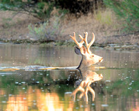 Mule Deer