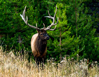 Rocky Mt. Elk