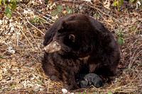 Black Bear and cub