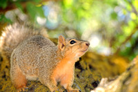 Fox Squirrel