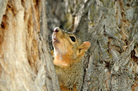 Fox Squirrel